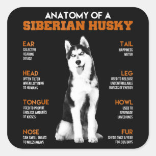Husky   Anatomy Of Siberian Husky Dogs Square Sticker