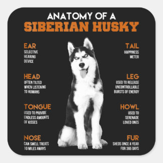 Husky | Anatomy Of Siberian Husky Dogs Square Sticker