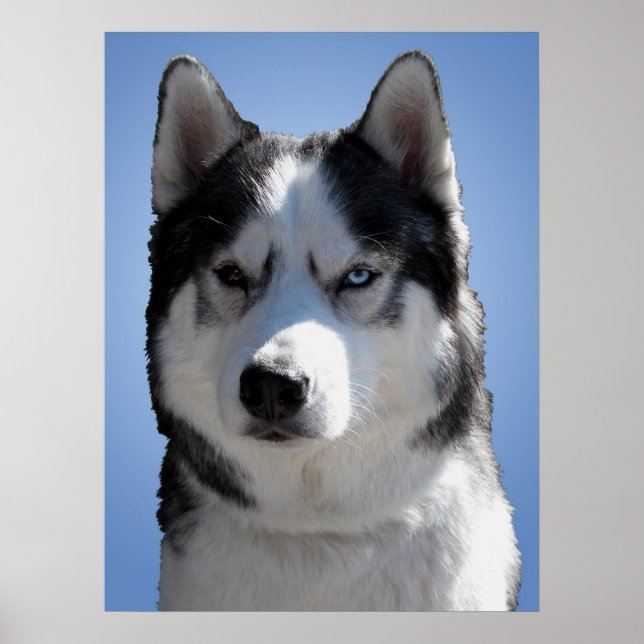 Husky Art Print Sled Dog Art Poster Husky Gifts (Front)