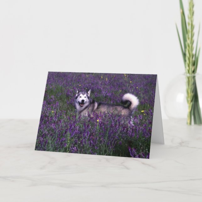 Husky Birthday card (Front)