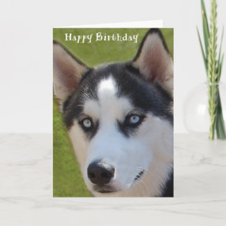 Husky Birthday Card
