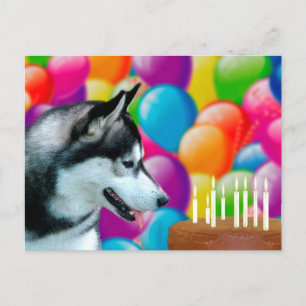 Husky Birthday Postcard