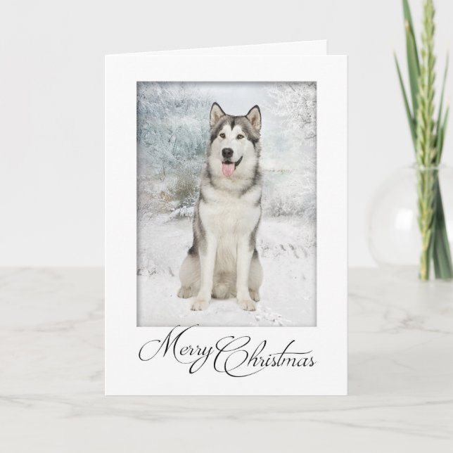 Husky Christmas Cards (Front)