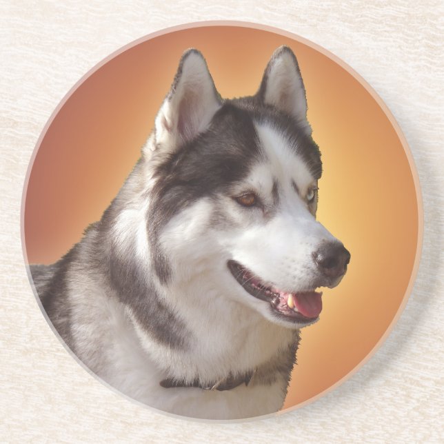 Husky Coaster Husky Malamute Sled Dog Coaster (Front)