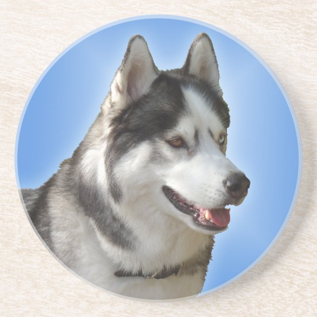 Husky Coaster Husky Malamute Sled Dog Coaster (Front)