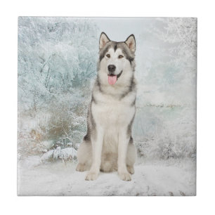 Husky Coaster Tile