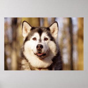 Husky Dog Beautiful Art Print