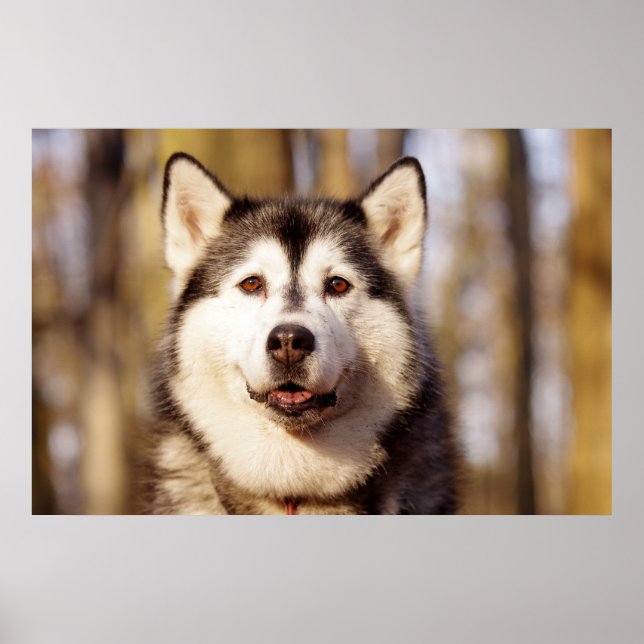 Husky Dog Beautiful Art Print (Front)