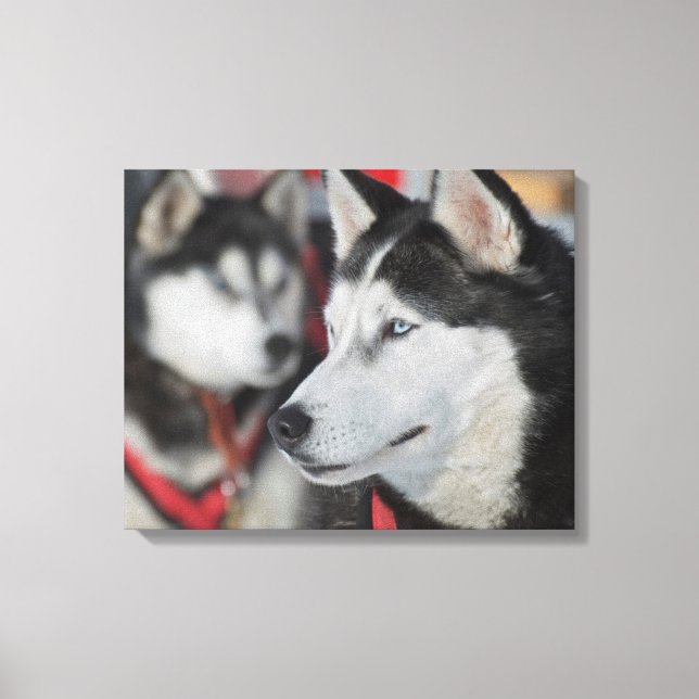 Husky dog before a race, Canada Canvas Print (Front)