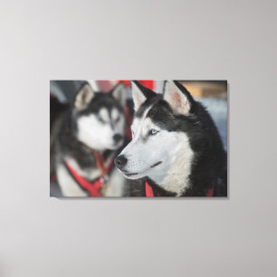 Husky dog before a race, Canada Canvas Print