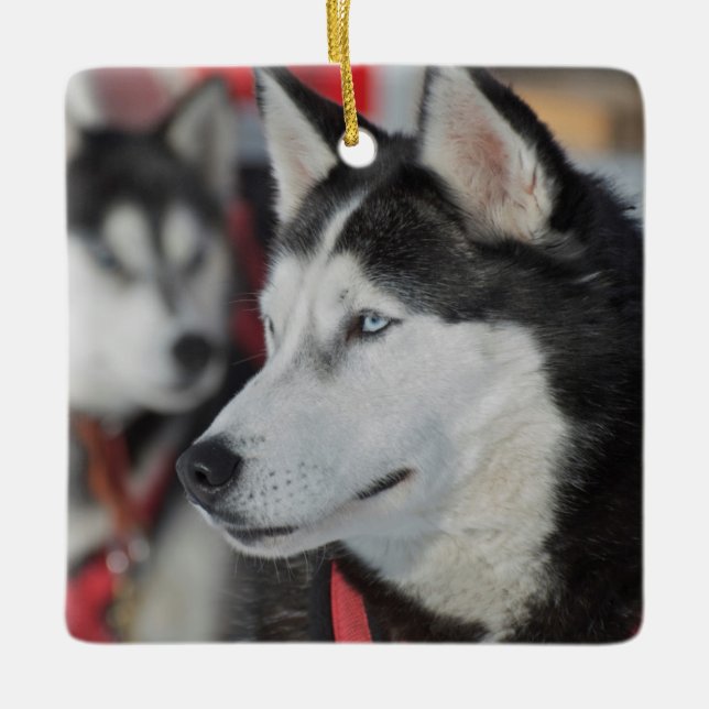 Husky dog before a race, Canada Ceramic Ornament (Front)