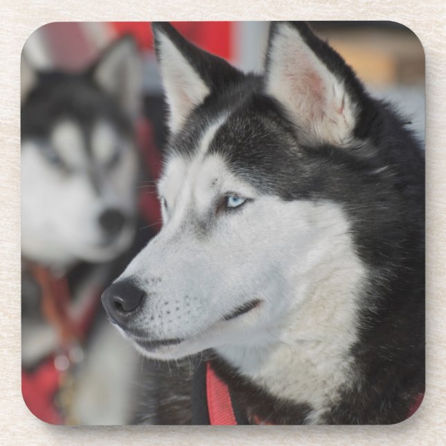 Husky dog before a race, Canada Coaster (Front)