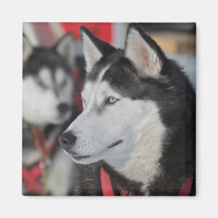 Husky dog before a race, Canada Magnet