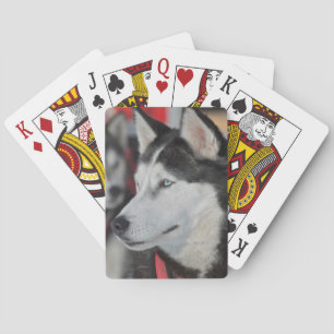 Husky dog before a race, Canada Playing Cards