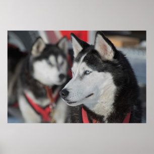 Husky dog before a race, Canada Poster
