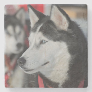 Husky dog before a race, Canada Stone Coaster