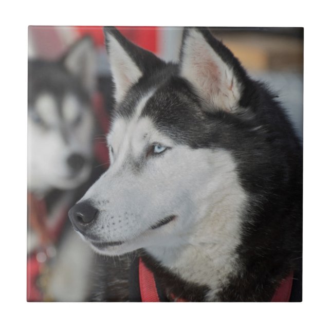 Husky dog before a race, Canada Tile (Front)