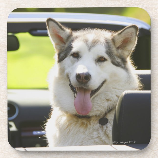 Husky dog from convertible coaster (Front)