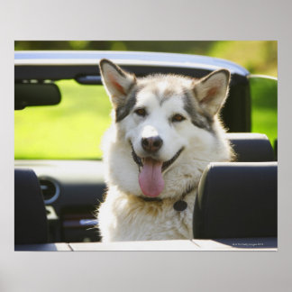 Husky dog from convertible poster