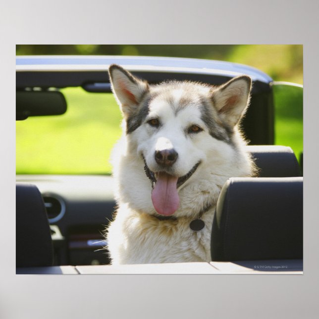 Husky dog from convertible poster (Front)