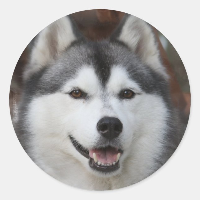 Husky Dog Sticker (Front)