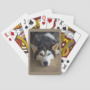 Husky Dog with Blue and Brown Eye  Playing Cards