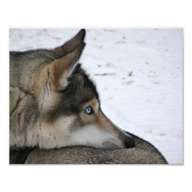 Husky dog with blue eyes photo print (Front)