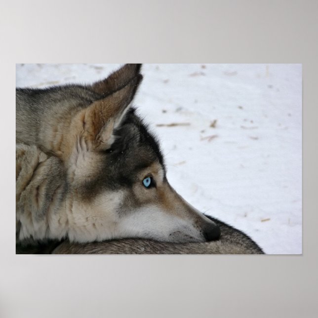 Husky dog with blue eyes poster (Front)