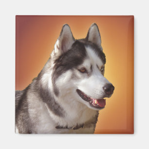 Husky Fridge Magnet Alaskan Sled Dog Magnet / Gift