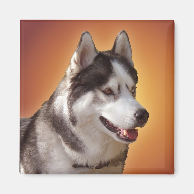 Husky Fridge Magnet Alaskan Sled Dog Magnet / Gift (Front)