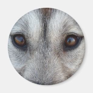 Husky Fridge MagnetSled Dog Wolf Magnet / Gift