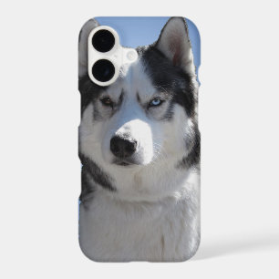Husky Galaxy S4  Case Sled Dog Husky Case