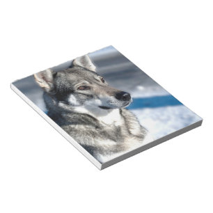 Husky in Snow Notepad