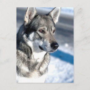 Husky in Snow Postcard