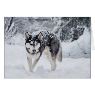 Husky in the snow