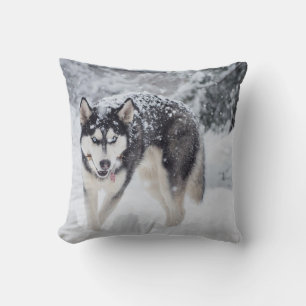 Husky in the snow cushion