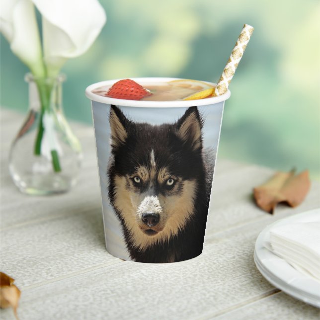 Husky Paper Cups (Insitu)