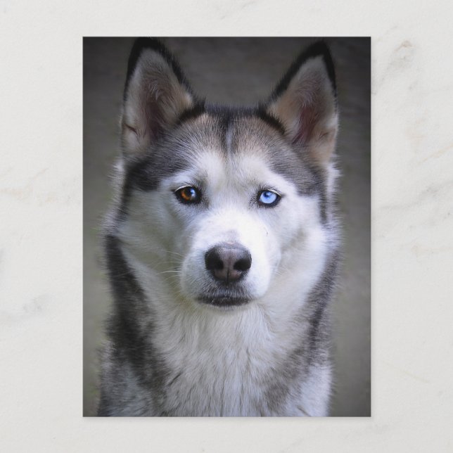 Husky portrait postcard (Front)