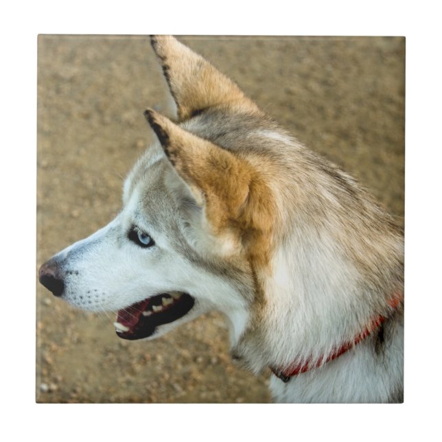 Husky Portrait Tile (Front)