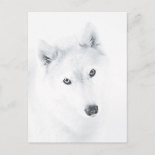 Husky Postcard