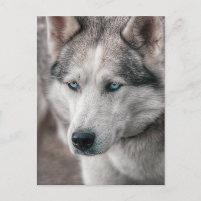 Husky Postcard (Front)
