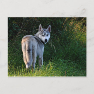 Husky Postcard