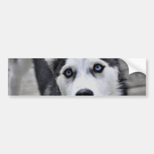Husky Puppy Bumper Sticker