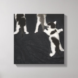 Husky Puppy Canvas Print