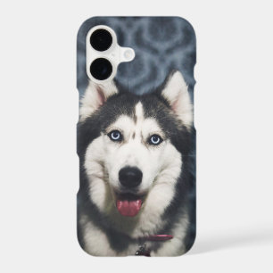 Husky Puppy Posing with a Dark Bakground