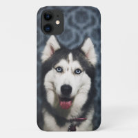 Husky Puppy Posing with a Dark Bakground