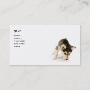 Husky Puppy Profile Card