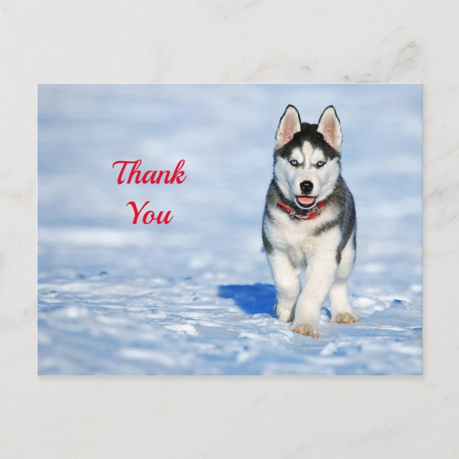 Husky Puppy Snow Photo Thank You Postcard (Front)