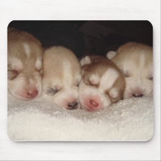 husky pups mouse pad
