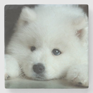 Husky Stone Coaster